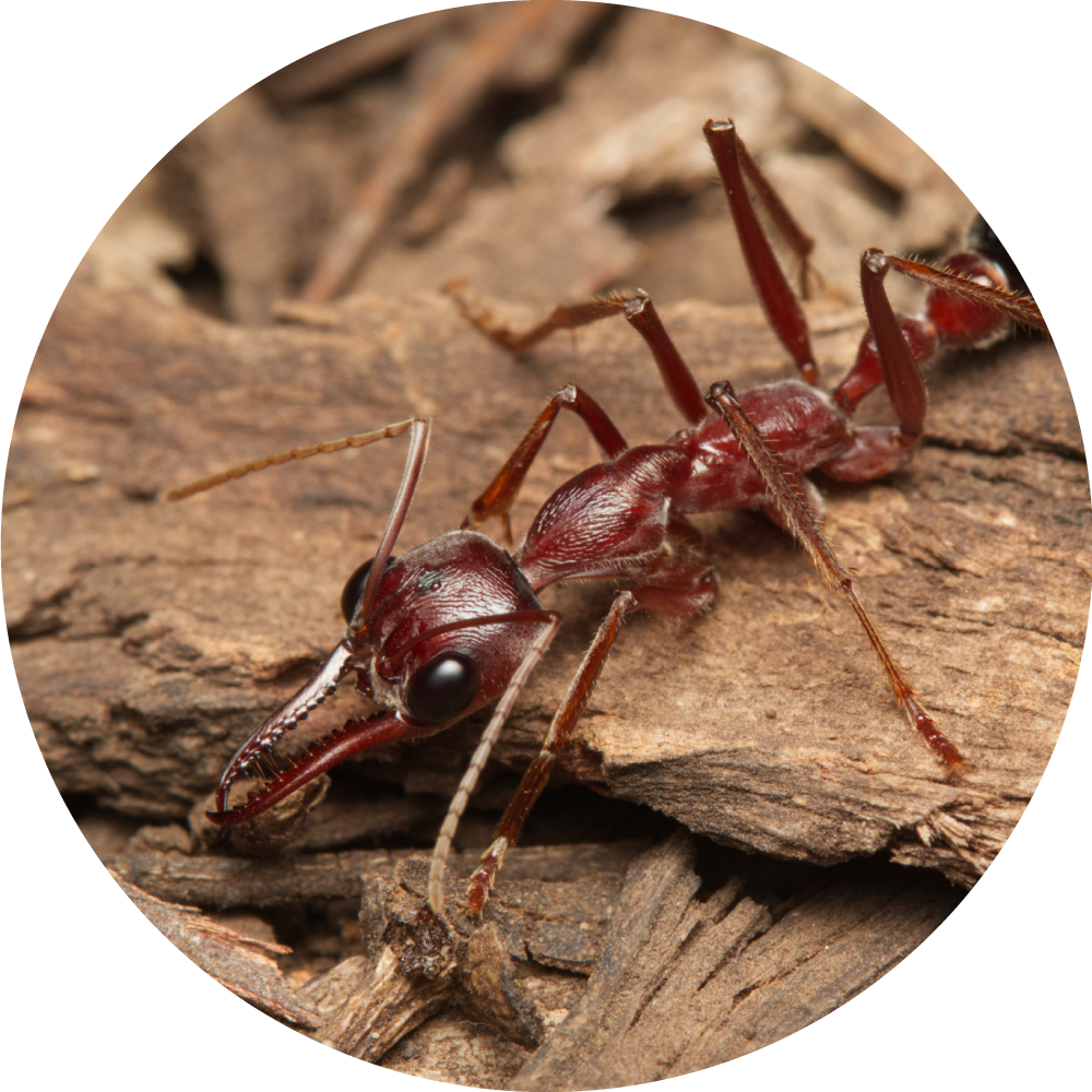 Myrmecia brevinoda Queen Only