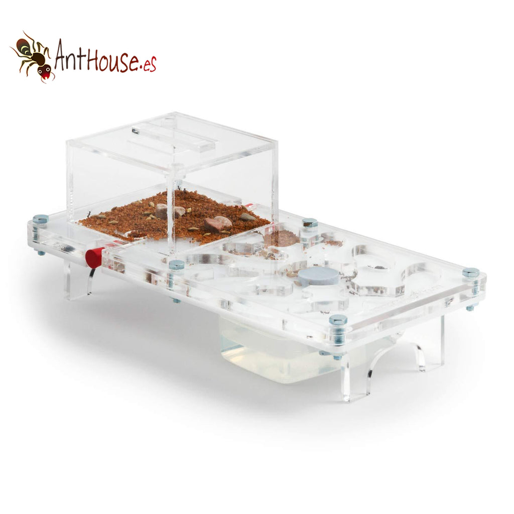 AntHouse Acri Hori (Mushroom)