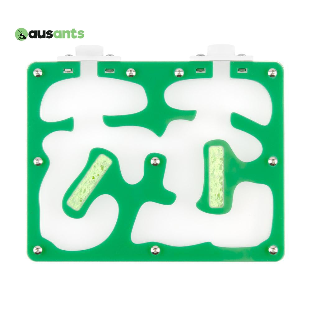 Aus Ants Acrylic Nest Medium