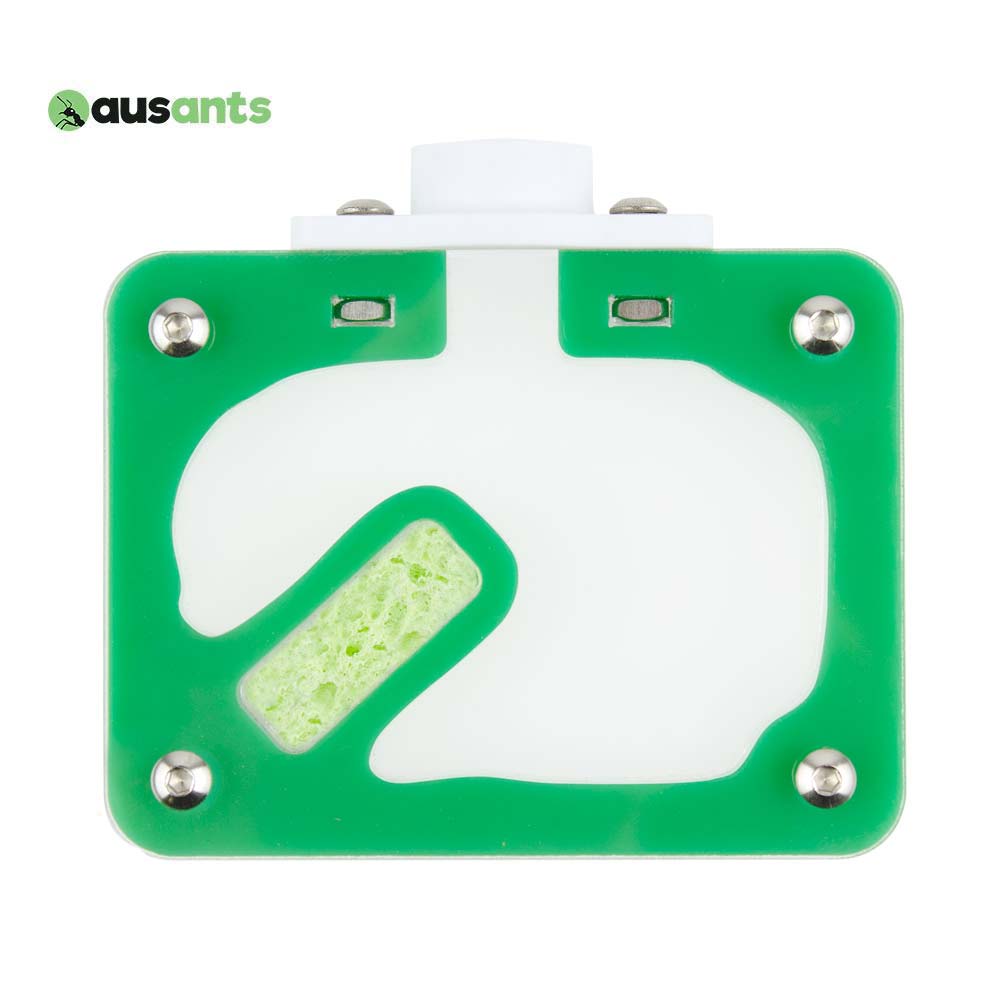 Aus Ants Acrylic Founding Nest