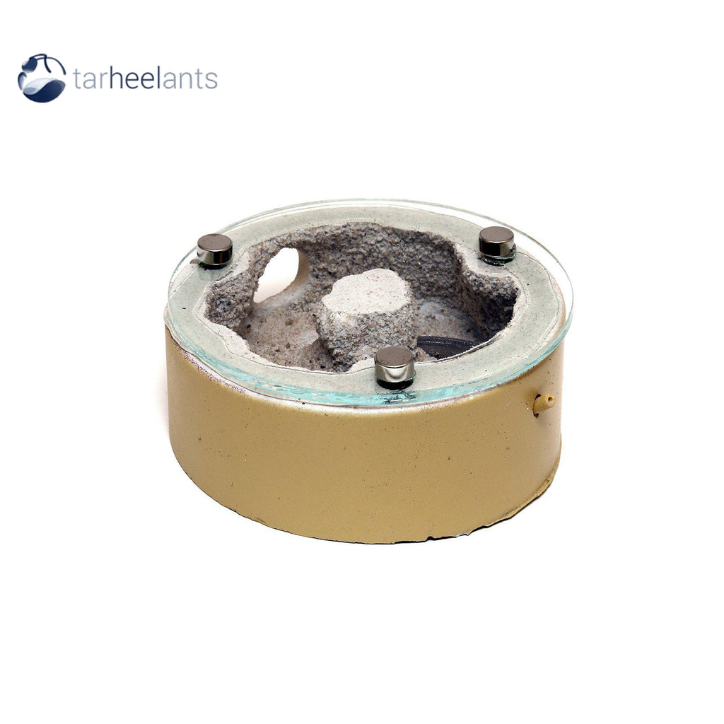 Tar Heel Ants Atom C