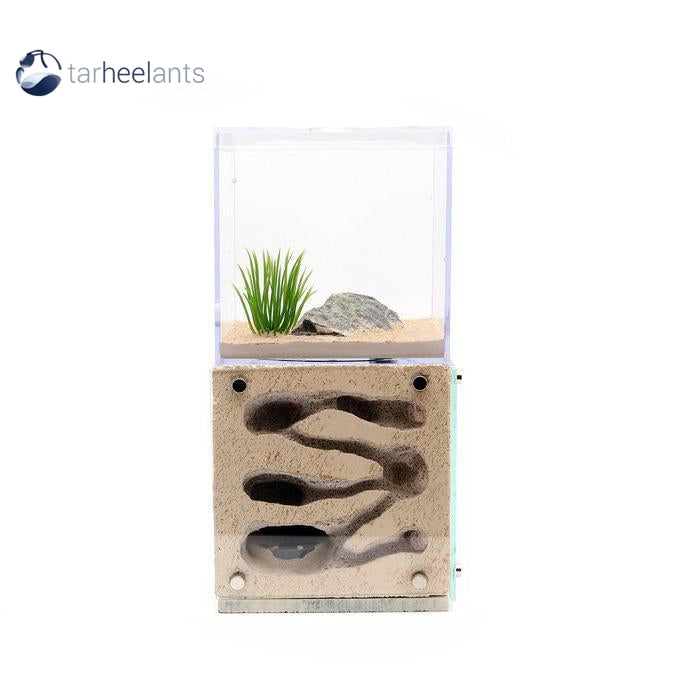 Tar Heel Ants Casita Type III