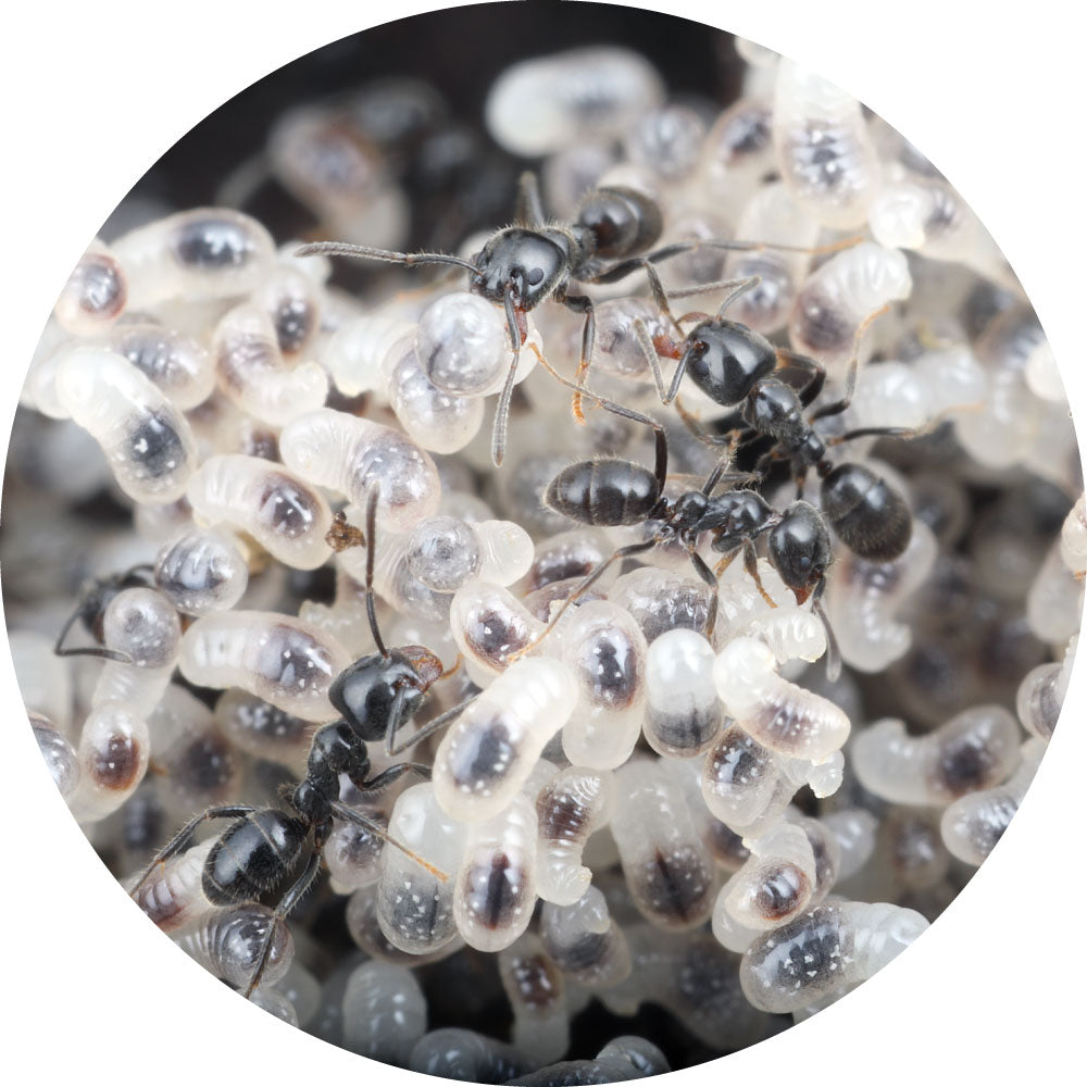 Trail Ant / Iridomyrmex bicknelli Queen Only
