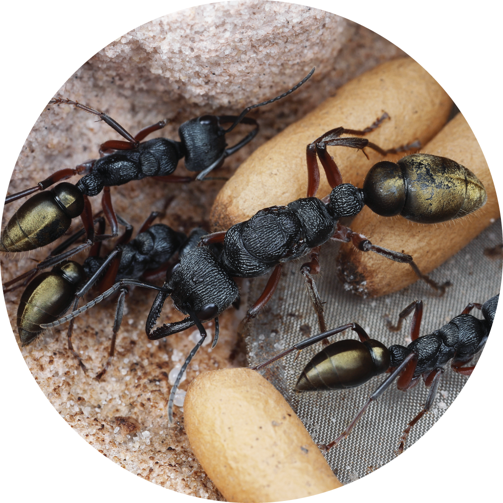 GTRL Bull Ant / Myrmecia fulvipes Queen Only