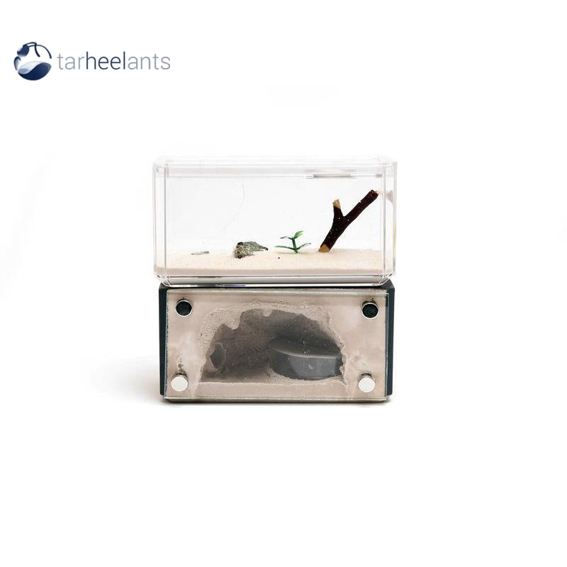 Tar Heel Ants Mini Hearth