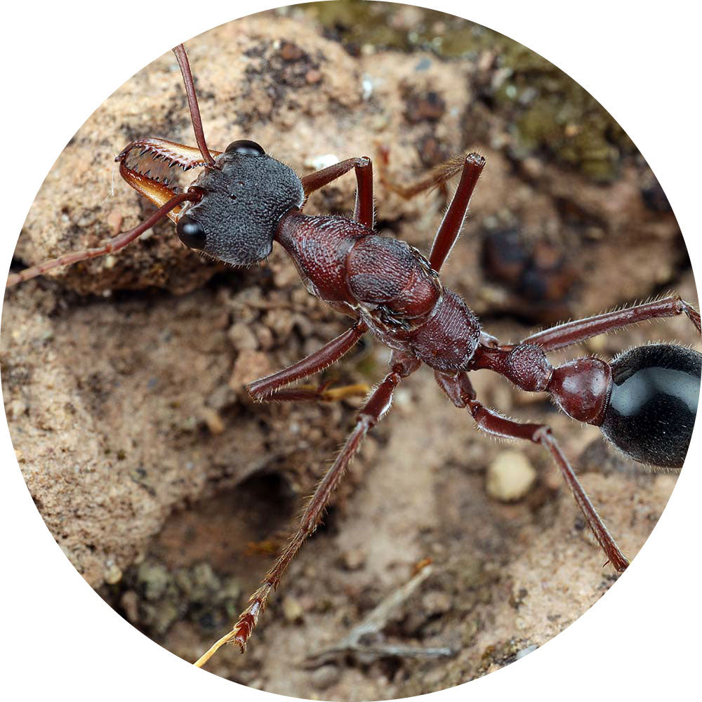 Myrmecia nigriceps Queen Only