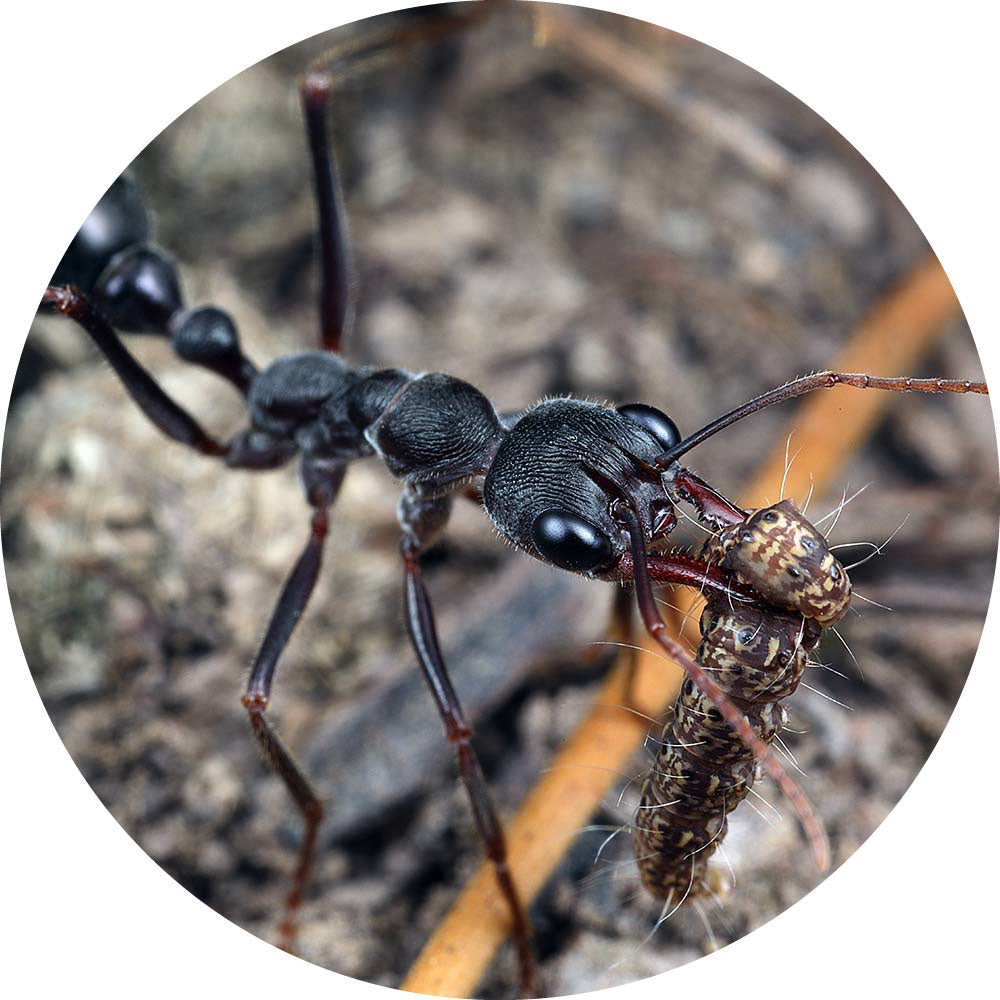 Giant Brown Bull Ant / Myrmecia pyriformis Queen Only