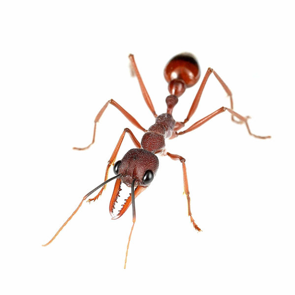 Myrmecia nigriscapa Queen Only – Ant Keeping Depot