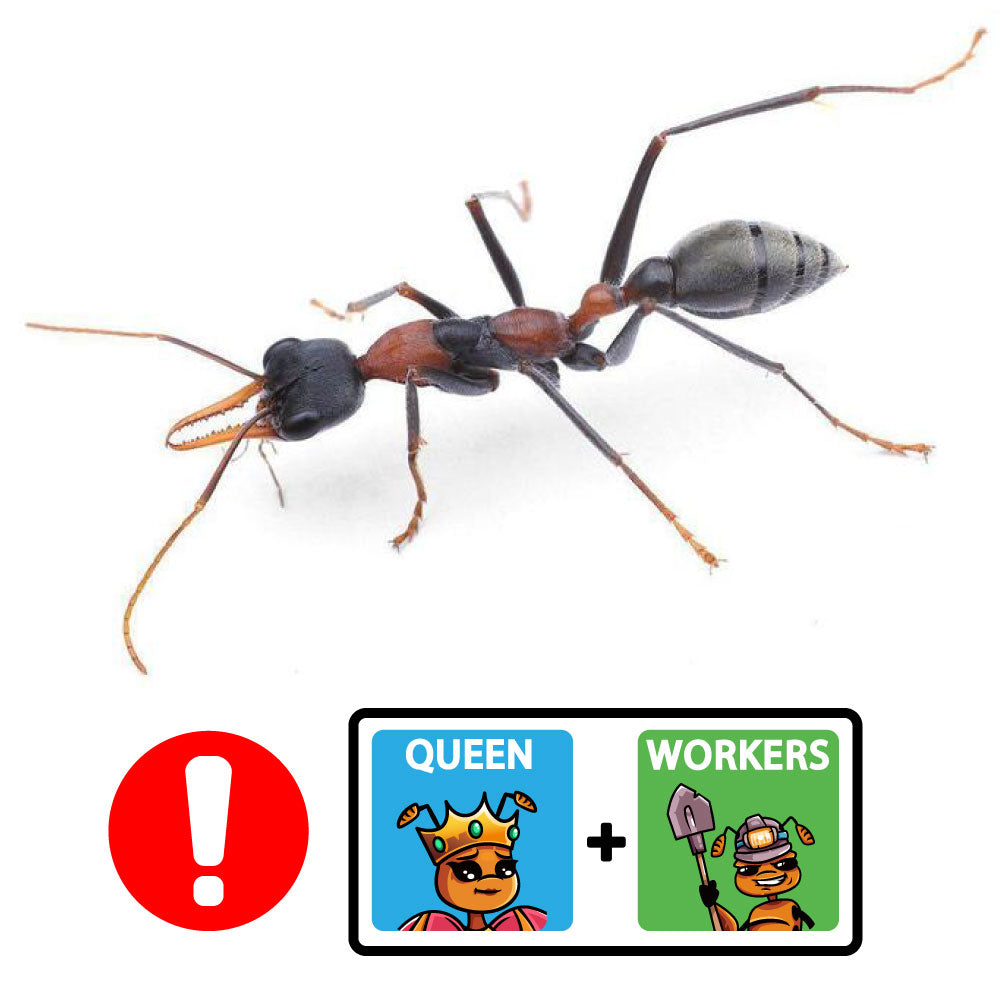 Myrmecia nigrocincta Queen + 2 - 4 Workers