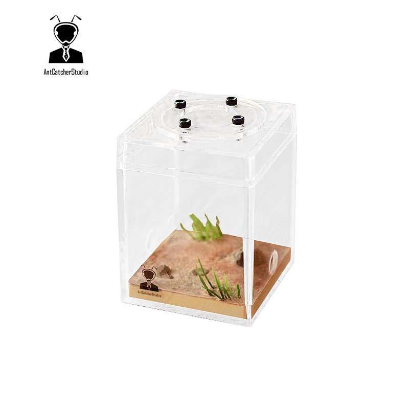 Ant Catcher Studio Outworld Small