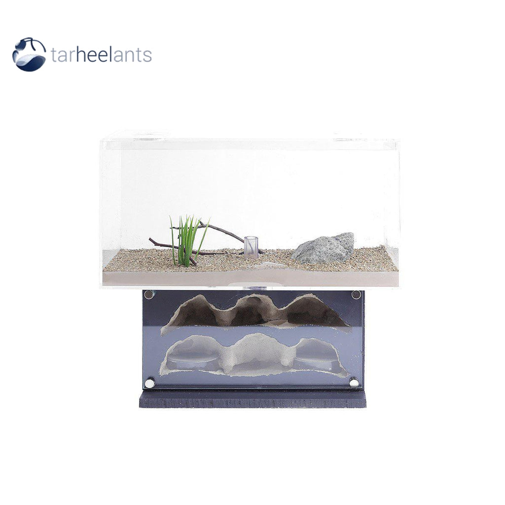 Tar Heel Ants Phalanx Type III