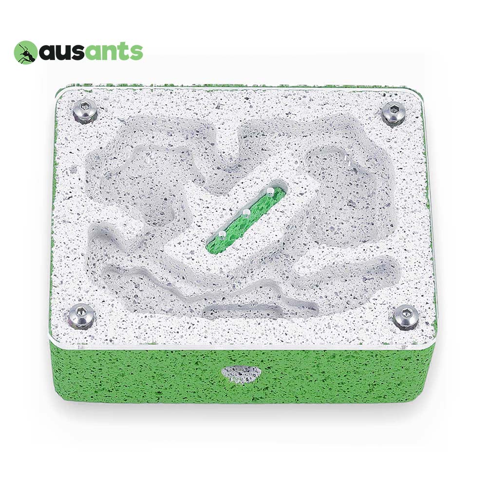 Aus Ants Ytong Nest Small
