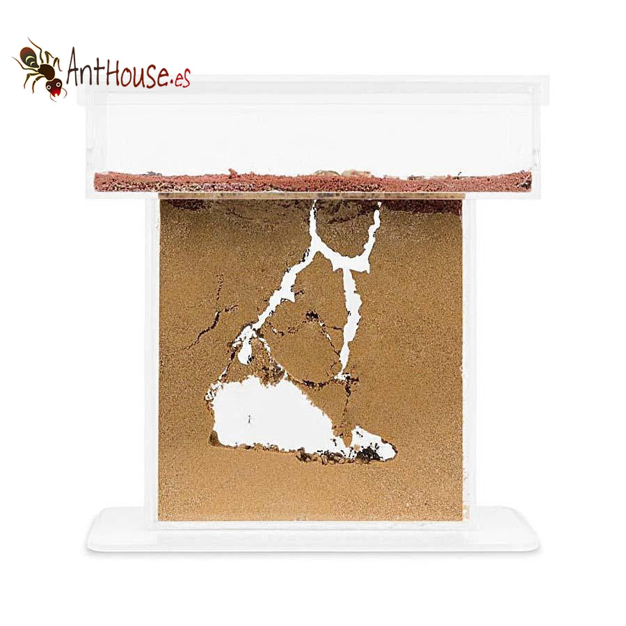 AntHouse Acrylic/Sand Model T Kit