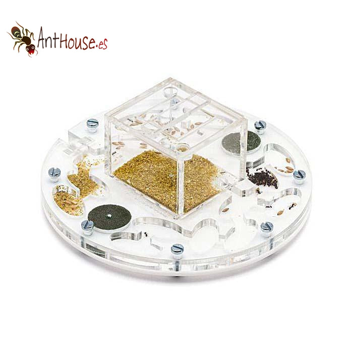 AntHouse Acri Medium Circle