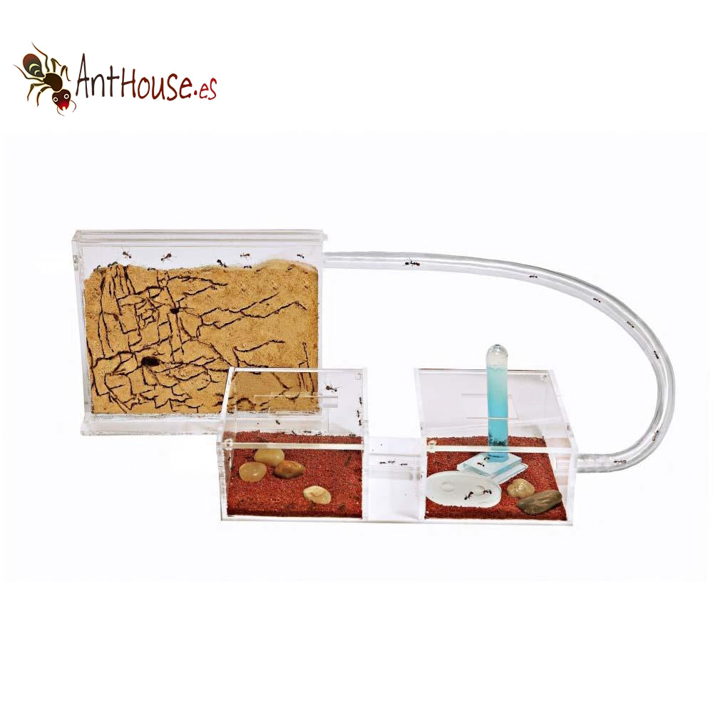 AntHouse Acrylic/Sand Acri Mini Kit