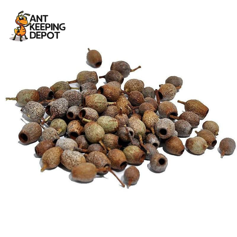 Australian Gum Nuts