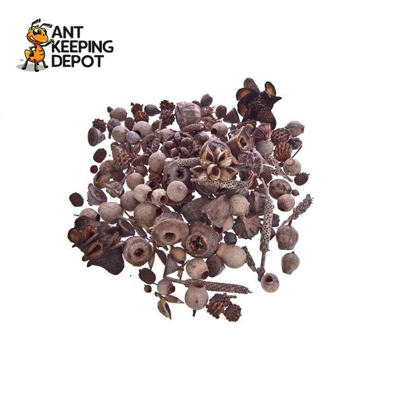 Australian Gum Nuts & Pods Mix