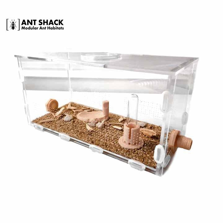 Ant Shack Outworld Large Kit
