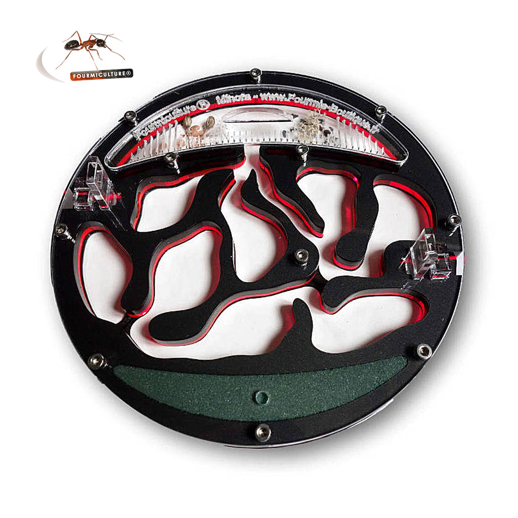 Formiculture Minora Nest