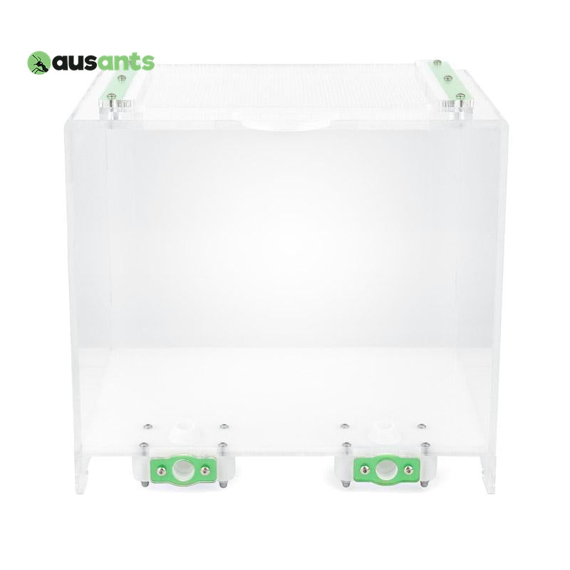 Aus Ants Acrylic Outworld Large