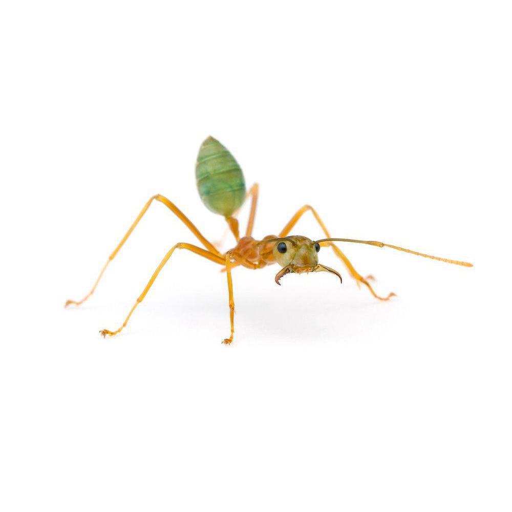 smaragdina-oecophylla