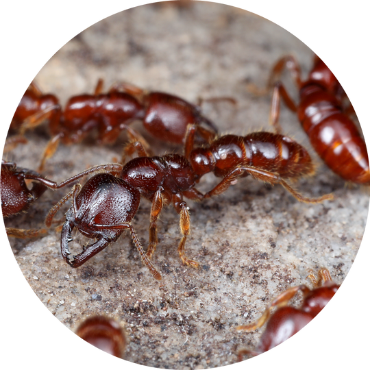 Dracula Ant / Amblyopone australis Queen Only