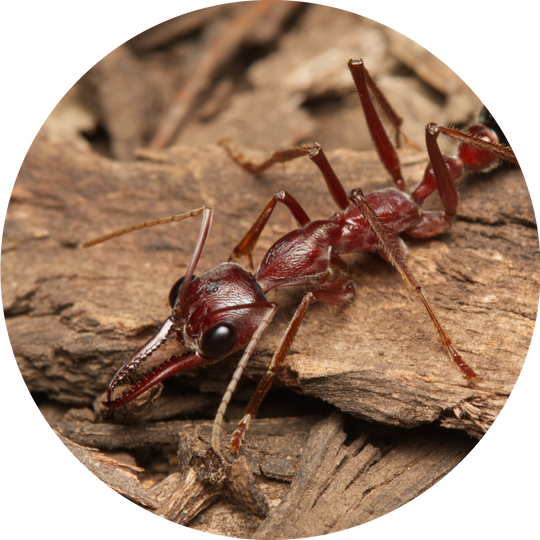 Myrmecia brevinoda Queen Only