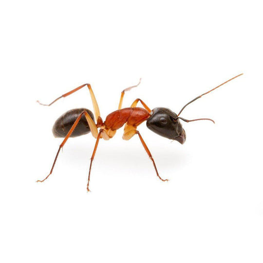 Sugar Ant / Camponotus nigriceps Queen + Colony