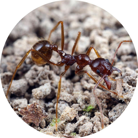 Aphaenogaster longiceps Queen Only