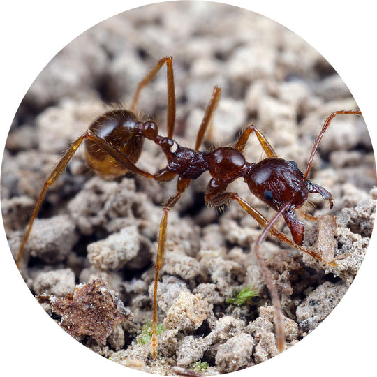 Aphaenogaster longiceps Queen with 2-10 Workers