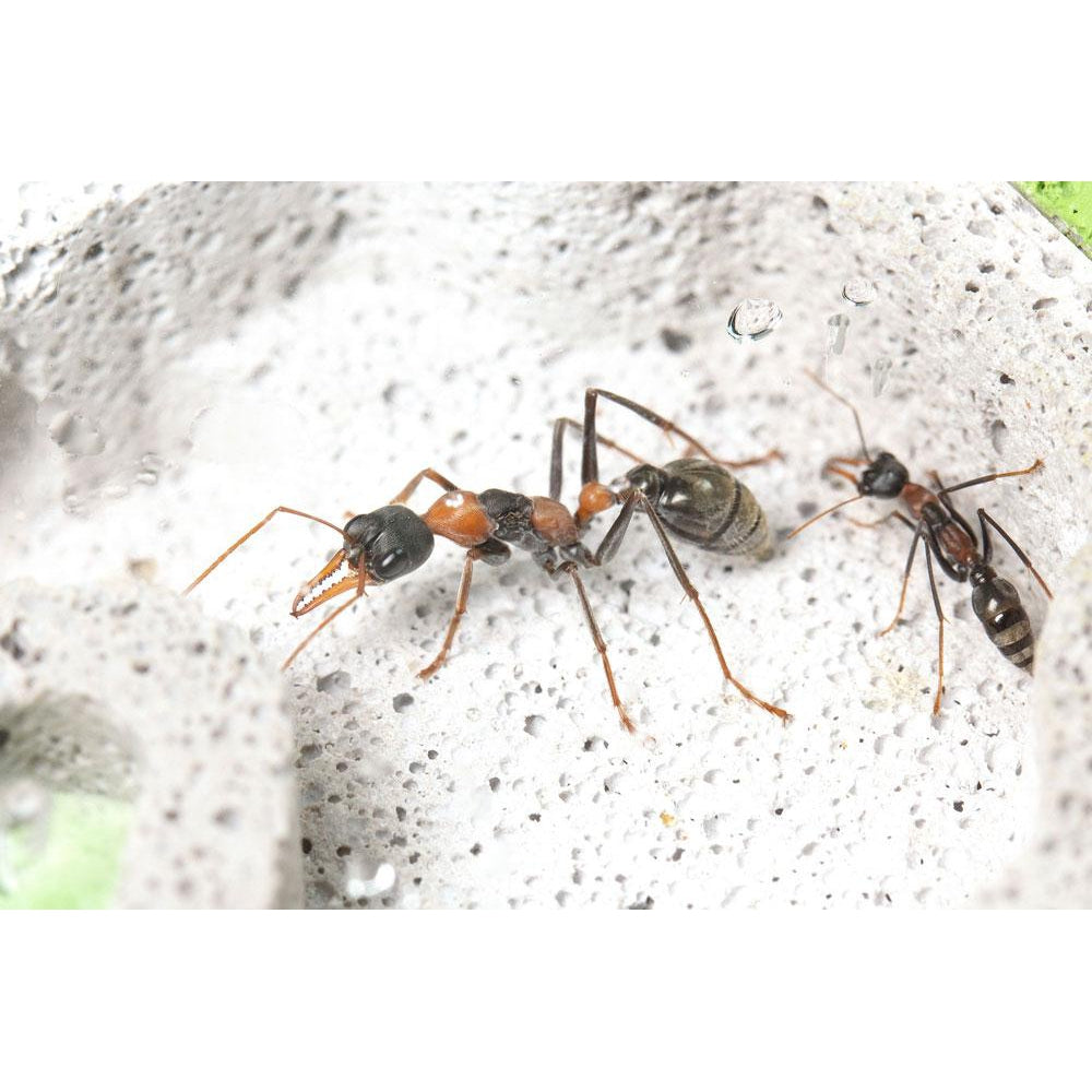 Ant Park Mini Humidity Hygrometer – Ant Keeping Depot