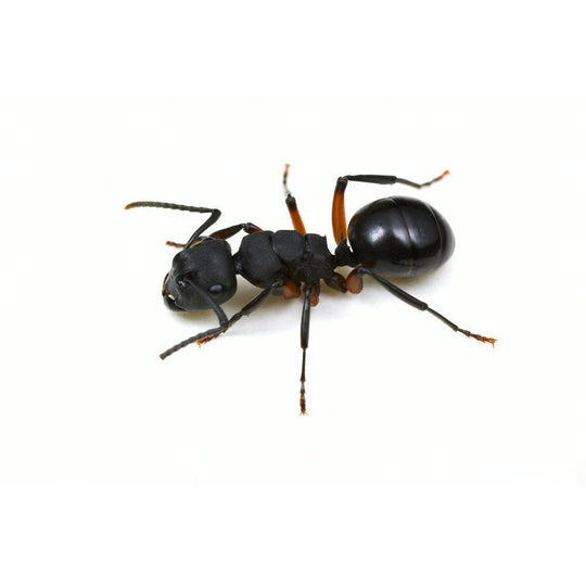 Polyrhachis cf femorata Queen + 2 -4 Workers