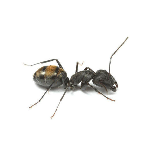 Camponotus aeneopilosus  Queen + 5 - 10 Workers