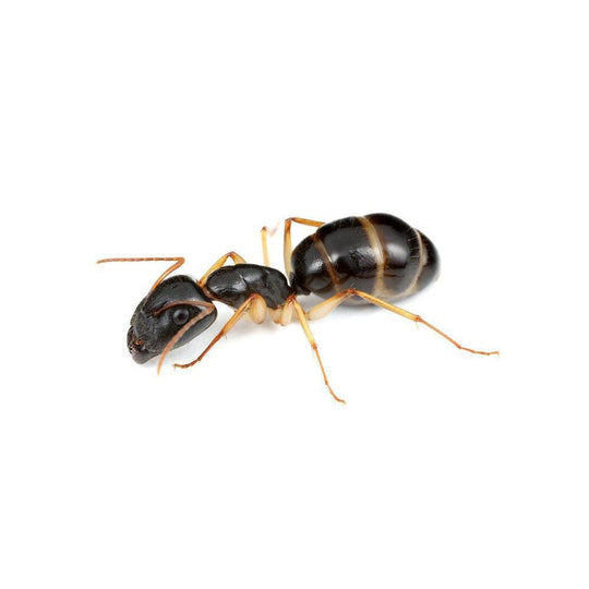 Camponotus claripes Queen + '1 -4' Workers