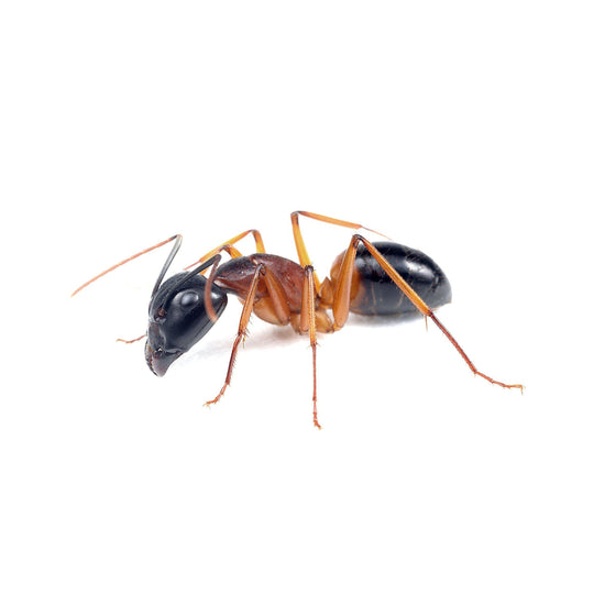 Banded Sugar Ant / Camponotus consobrinus Queen + 5-10 workers
