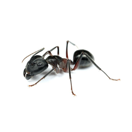 Giant Sugar Ant / Camponotus intrepidus Colony