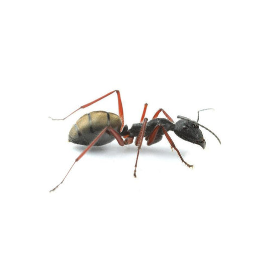 GTRL Sugar Ant / Camponotus suffusus  Queen + 5 - 10 Workers