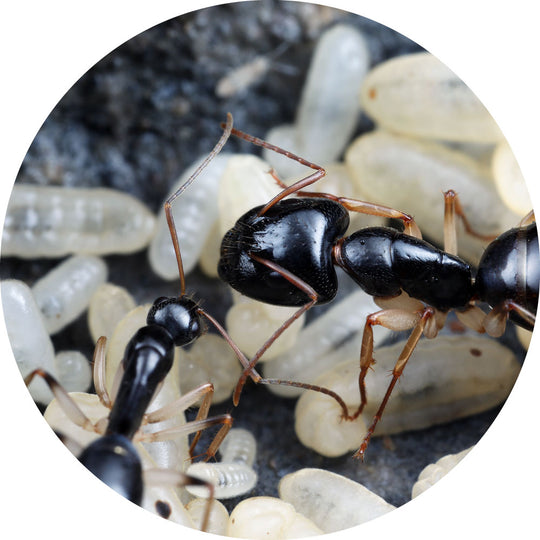 Camponotus claripes  Queen Only