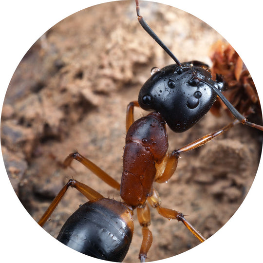 Banded Sugar Ant / Camponotus consobrinus Queen + 2 -4 Workers