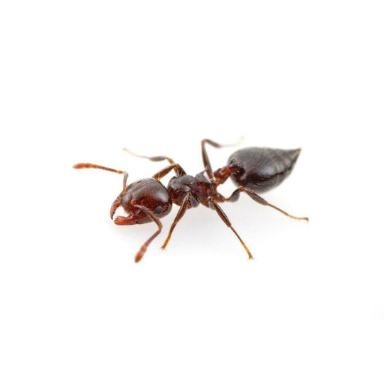 Crematogaster sp. Queen Only