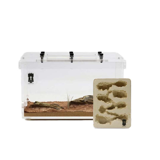 Empire Of Ants Beginner Kit