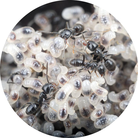 Trail Ant / Iridomyrmex bicknelli Queen with 2-10 Workers