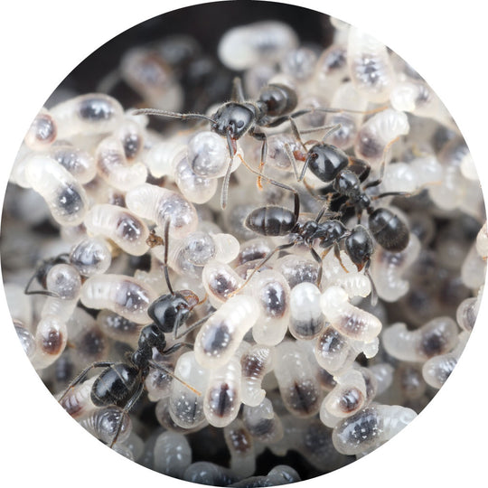 Trail Ant / Iridomyrmex bicknelli Queen Only