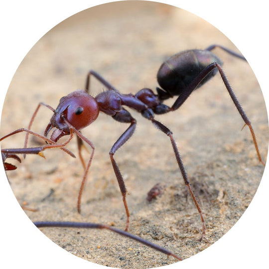 Meat Ant / Iridomyrmex purpureus Queen with 2-10 Workers