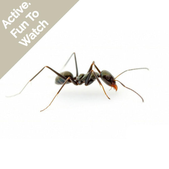 Trail Ant / Iridomyrmex bicknelli Colony 50+ workers