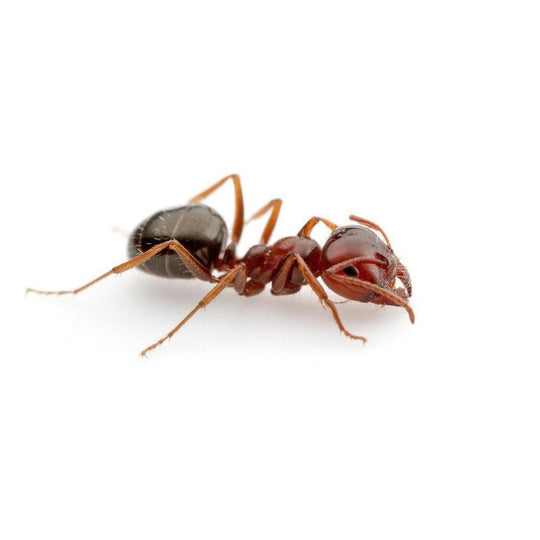 Melophorus sp. Queen + 2 -4 Workers