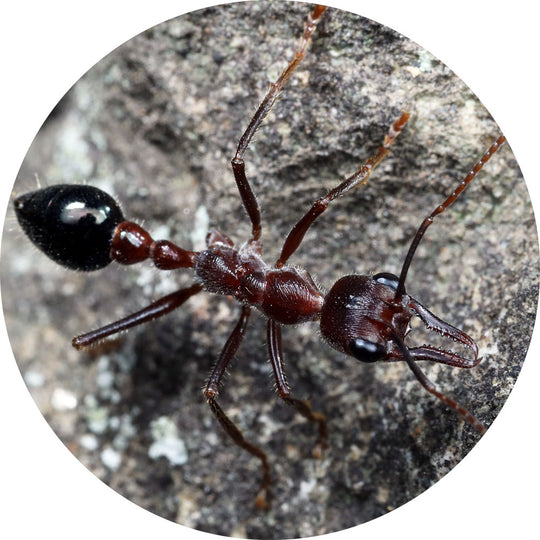 Myrmecia forficata Queen Only