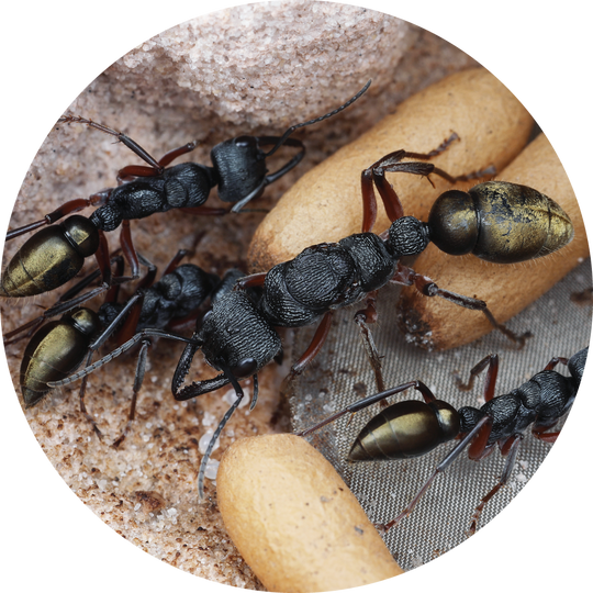 GTRL Bull Ant / Myrmecia fulvipes Queen Only