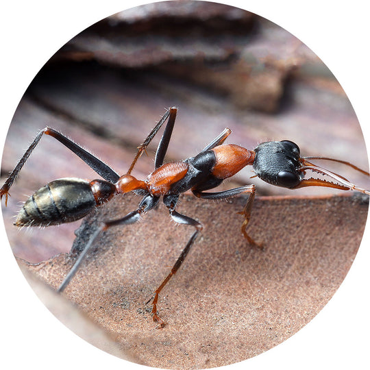 Myrmecia nigrocincta Queen Only