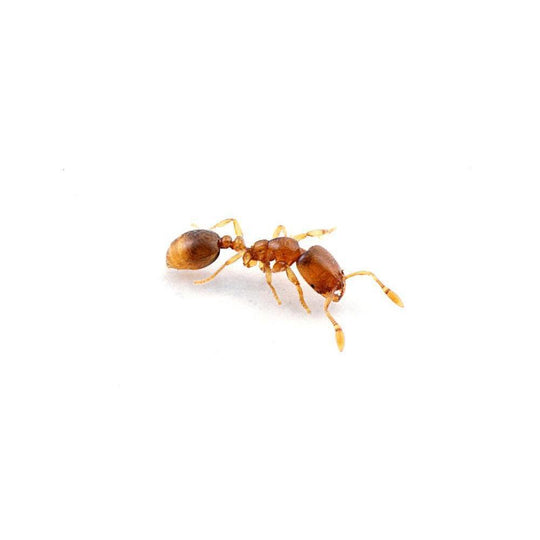 Solenopsis sp. Colony 50+ workers
